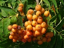 More Mountain Ash