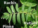 Mountain Ash