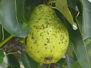 More Common Pear