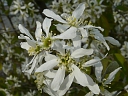 More Smooth Serviceberry
