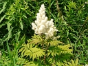 False Spirea