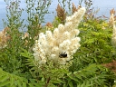 More False Spirea