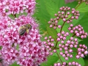 More Japanese Spirea