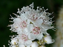 More Narrow-leaved Meadowsweet