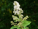 Narrow-leaved Meadowsweet