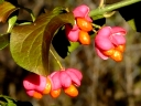 European Euonymus