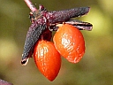 Winged Euonymus