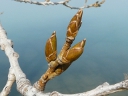 Eastern Cottonwood