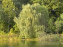 Willow Family