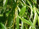 More Weeping Willow