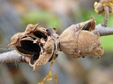 Witch-Hazel