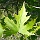 View by Leaf