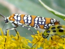 Ermine Moths