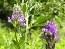 More Alfalfa