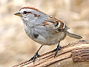 More American Tree Sparrows