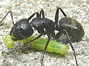 More Carpenter Ants