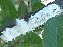 More Woolly Alder Aphids