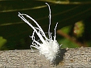 Woolly Alder Aphid