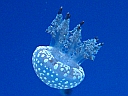 More Aquarium