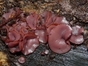 More Ascocoryne Fungus