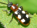 Leaf Beetles