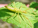 Assassin Bug nymph
