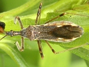 Zelus species