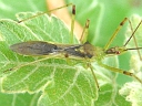 Zelus luridus