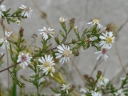 More Calico Aster