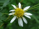 More Flat-topped White Aster