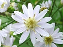 More Heart-leaved Aster