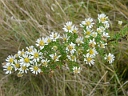 More Heath Aster