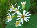 More Large-leaved Aster