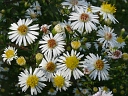 More Panicled Aster