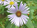 More Purple-stemmed Aster