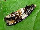 Banded Olethreutes Moth