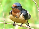 More Barn Swallows