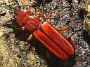 Bark Beetles