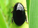 Water Scavenger Beetle