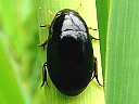 Water Scavenger Beetles