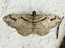 Bent-line Carpet Moth
