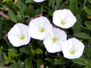 More Field Bindweed