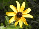 More Black-eyed Susan