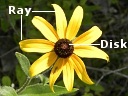 Black-eyed Susan