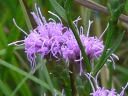 More Ontario Blazing Star