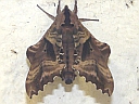 Blinded Sphinx Moth