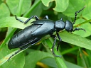 Blister Beetles