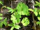 Bloodroot