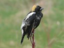 More Bobolink