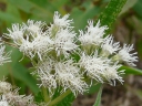 More Boneset